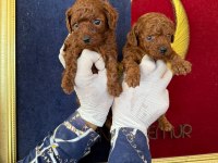 Sevgi dolu ailelerimiz için poodle bebekler