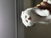 Beyaz Scottish Fold Mavi Gözlü Dişi 2.5 Aylık