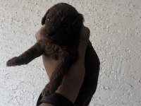 Anne altından Teacup Kore kan Koyu renk Genetik poodle