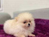IRK GARANTILI TEA CUP POMERANİAN