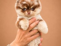 Safkan ırk garantili pomeranian Boo Yavrularımız