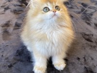 Yüksek kalite golden ny12 dişi british longhair
