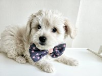 Maltese terrier köpeği