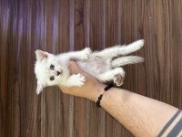 Sağlıklı Wc Eğitimli Kedilerimiz