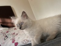 Sahiplendirme british longhair