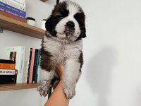 Güzel st bernard bebeğimiz