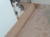 Yavru kedi 7 haftalık