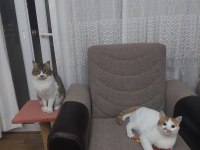 Bıyıklı beyaz kedimiz Tarçın bey