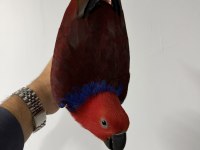 ECLECTUS PAPAĞANI YAVRU