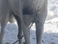 KANGAL SİVASDAN ALINIR KALİTE AYI BOĞANLAR