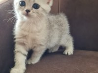 British shorthair silver yavrularımız