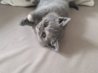 DENİZLİ CİNS YAVRU KEDİLER