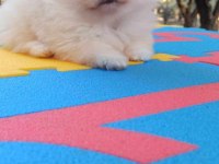 Kar beyaz pomeranian