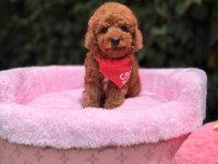 Orjinal Toy Poodle Yavruları