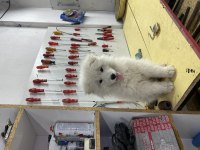 7 aylık bakımlı samoyed