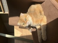 Prenses scottish fold kızımıza eş arıyoruz
