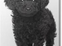 Sahibinden çok bakımlı siyah poodle