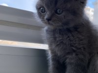 Yavru british shorthair