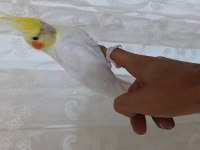 Harika Lutino Sultan Papağanı