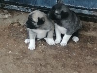 Kangal köpeğimiz panter