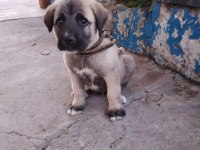 Yavru kangal
