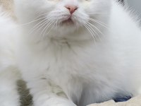 Koca kafa aslan yavrusu teslime hazır scottish fold
