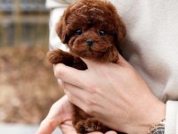 MUHTEŞEM GÜÜZELLİKTE TOY POODLE KÖPEKLERİM