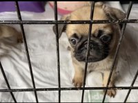 50 günlük dişi pug yavrular
