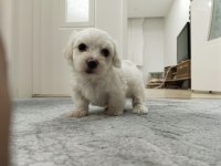 Show kalite maltese yavrularımız