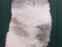 Mavi merle beyaz erkek pomeranian yavrusu
