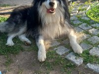Alaska Malamute 2 Yaşındaki Oğluma Eş Arıyorum