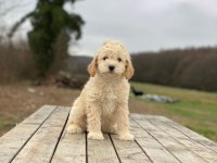 Güzel Maltipoo Yavrumuz