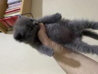 55 günlük erkek british shorthair