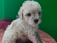 Maltipoo yılbaşı hediyeniz hazır mı?