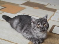 British shorthair yavrular