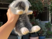 HOLLANDA LOP TAVŞANI YAVRULARIMIZ