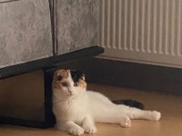 Scottish kedi