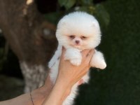 Pomeranian boo köpeği