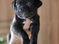 CANE CORSO YAVRULARI