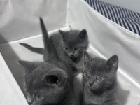 Safkan Russian Blue yavrular rezerveye açık