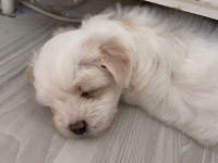 Kore kan maltese terrier yavrular