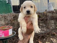 Baby face golden retriever