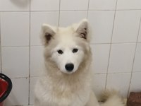 Samoyed dişi 1,5 yaşında