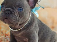 BLUE EXOTİC DİŞİ ERKEK FRENCH BULLDOG YAVRULARIMIZ