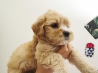 Maltipoo Adrese Teslim, Kapıda Ödeme Yapabilirsiniz