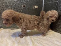Çok güzel Maltipoo bebekler