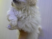 PEKİNEZ KÖPEĞİ YAVRULAR