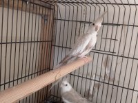 YAVRU GARANTİ Lİ SULTAN PAPAĞANI ÇİFTLER