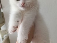 British shorthair kedilerimiz