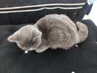 Kayseri 5-6 aylık yavru scottish fold